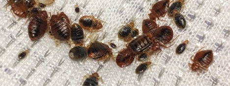 bed-bug-control-services-clearwater-florida