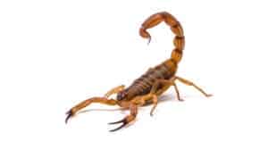 pest-control-clearwater-scorpions