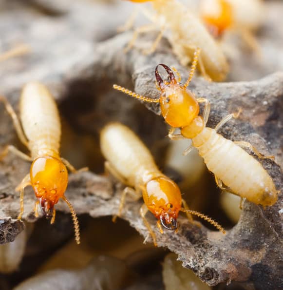 Understanding Options for Termite Treatment