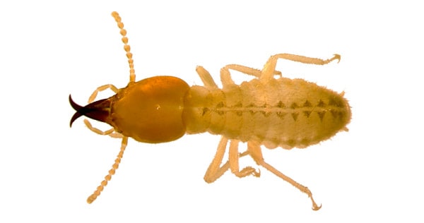 pest-control-clearwater-subterannean-termites