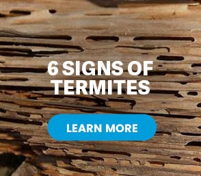 termite damaged wood with call to action