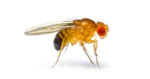 pest-control-sarasota-fruit-flies
