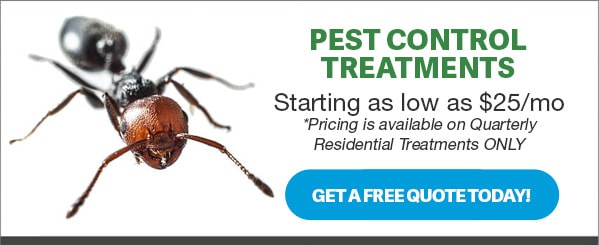 pest control treatment coupon with ant