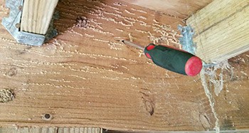 termite-hollowed-damaged-wood