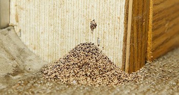 Termite Wood Treatment