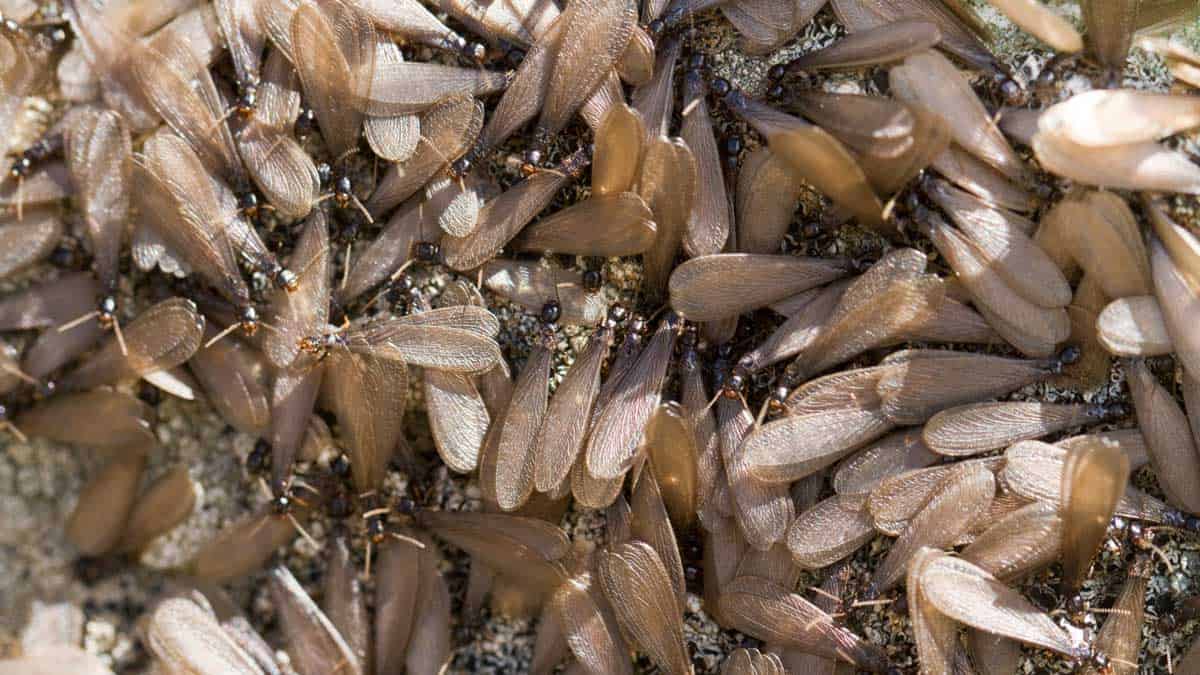 drywood-termites-tampa-bay-fl