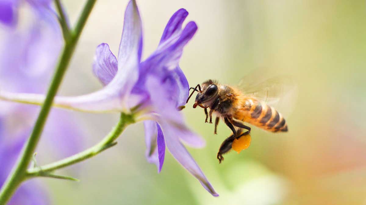 bee-in-purple-flower