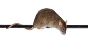 Norweign Rat Rodent Control Professionals