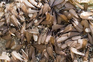 drywood-termites