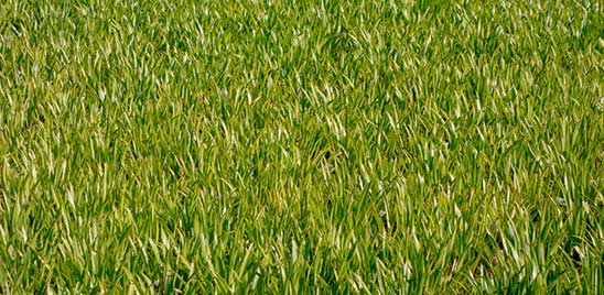 grass-plant-field-lawn-meadow
