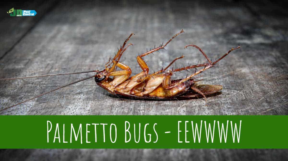 palmetto-bugs-roaches-florida-pest-control