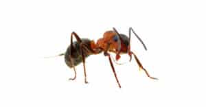 pest-control-clearwater-exterior-ants