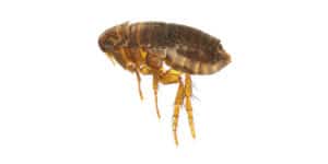 pest-control-clearwater-fleas