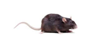 pest-control-clearwater-fruit-rat