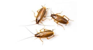 pest-control-clearwater-german-cockroaches