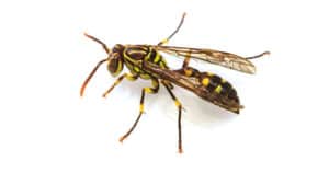 pest-control-clearwater-hornets-bees-wasps