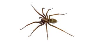 pest-control-clearwater-spiders