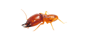 pest-control-clearwater-subterranean-termites