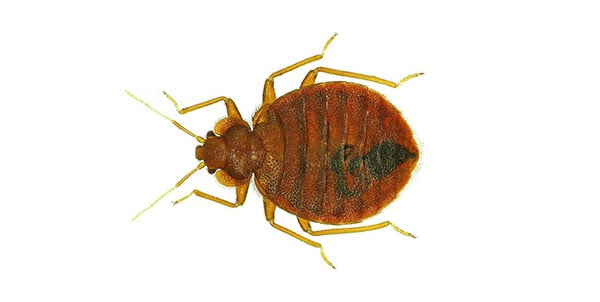 pest-control-largo-florida-bed-bugs