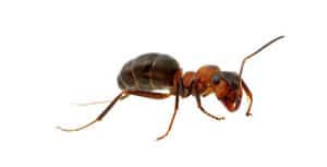 Interior Ant