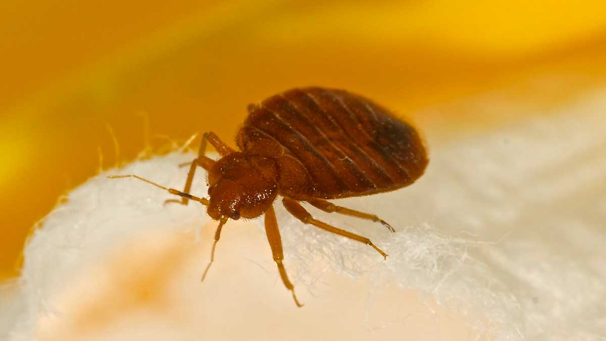fleas-and-ticks