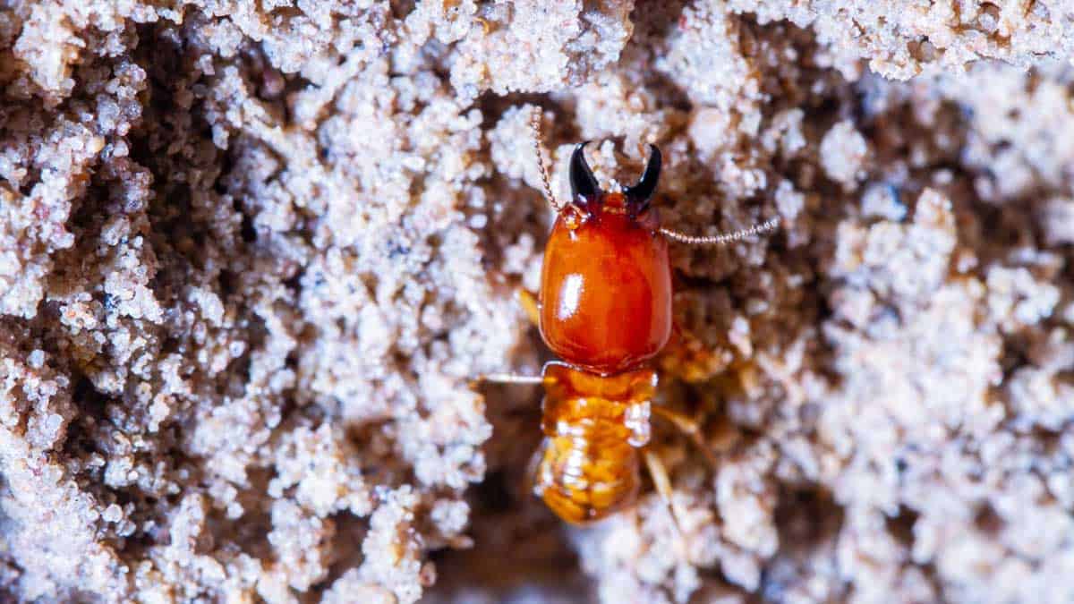 termites damage home macro close up termites in anthill