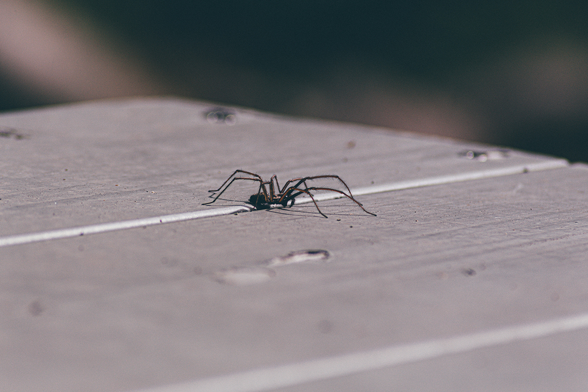 How to Get Rid of Spiders in Your Home