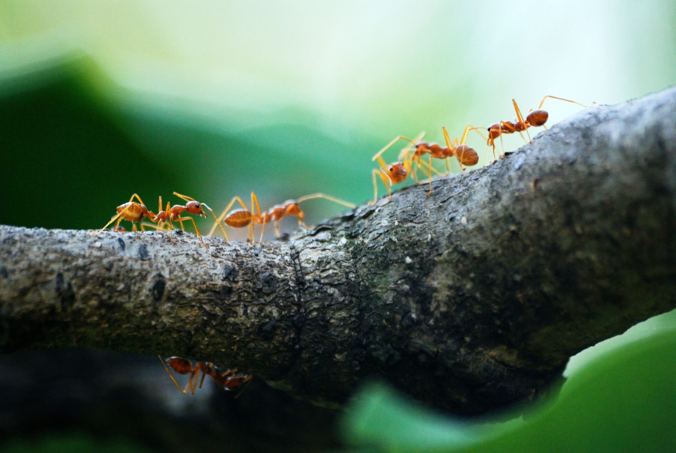 JD Smith Pest - Four Types of Ants You Will Find In Florida