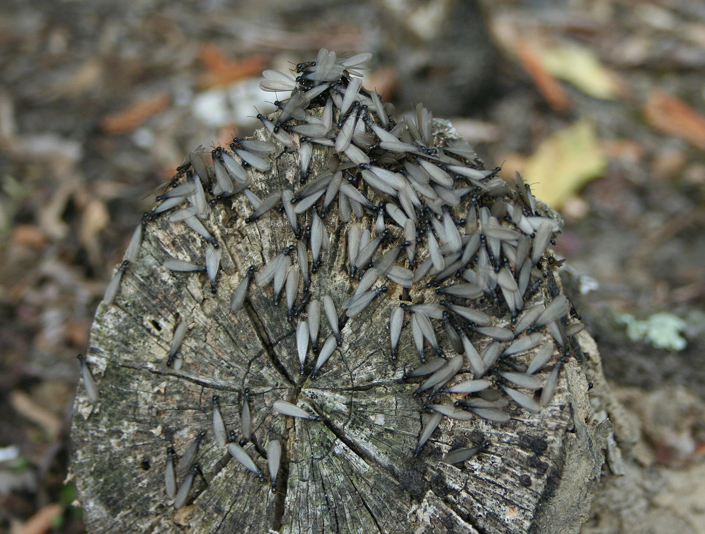 JD Smith Pest Control Blog Post - How to Spot Drywood Termites