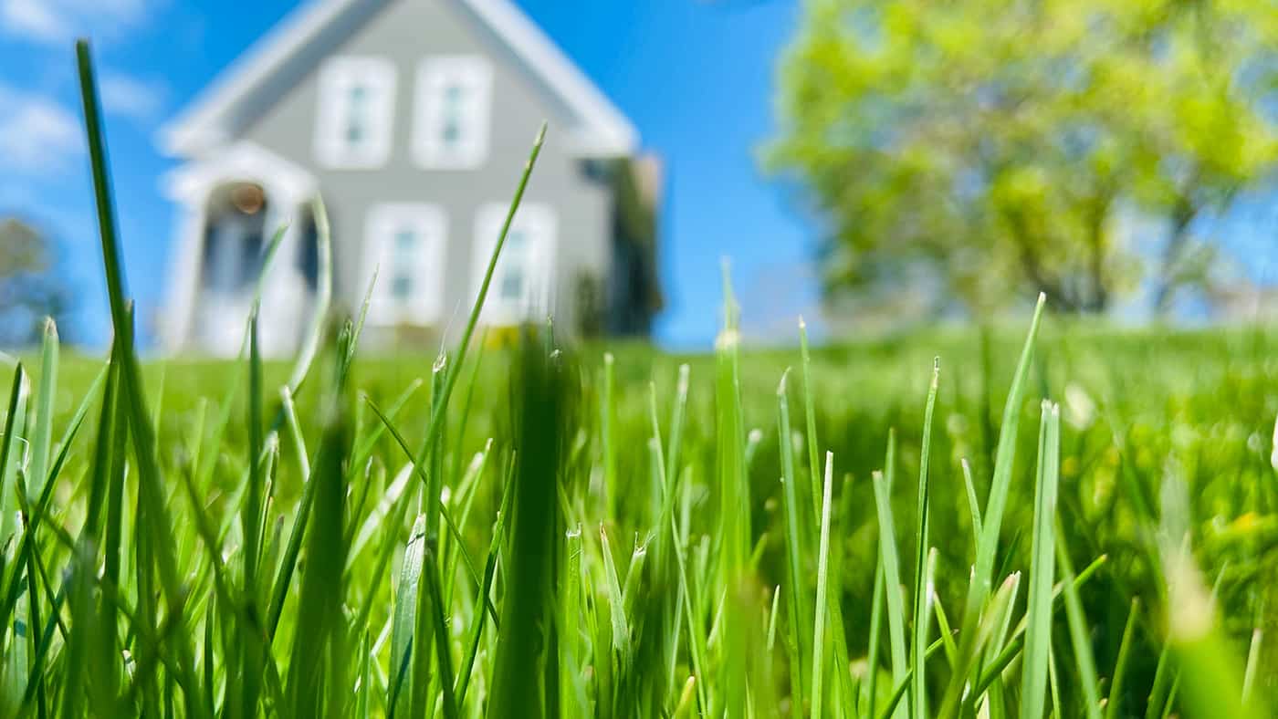 JD Smith Pest Control Blog Post -  How to Protect Your Lawn From Pests