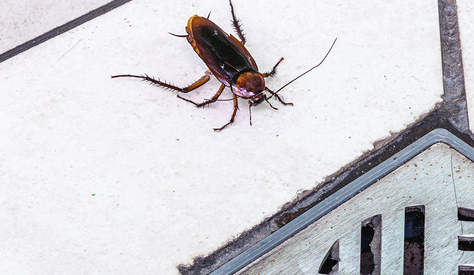 JD Smith Blog Post - Why Am I Seeing More Bugs in My House During the Fall