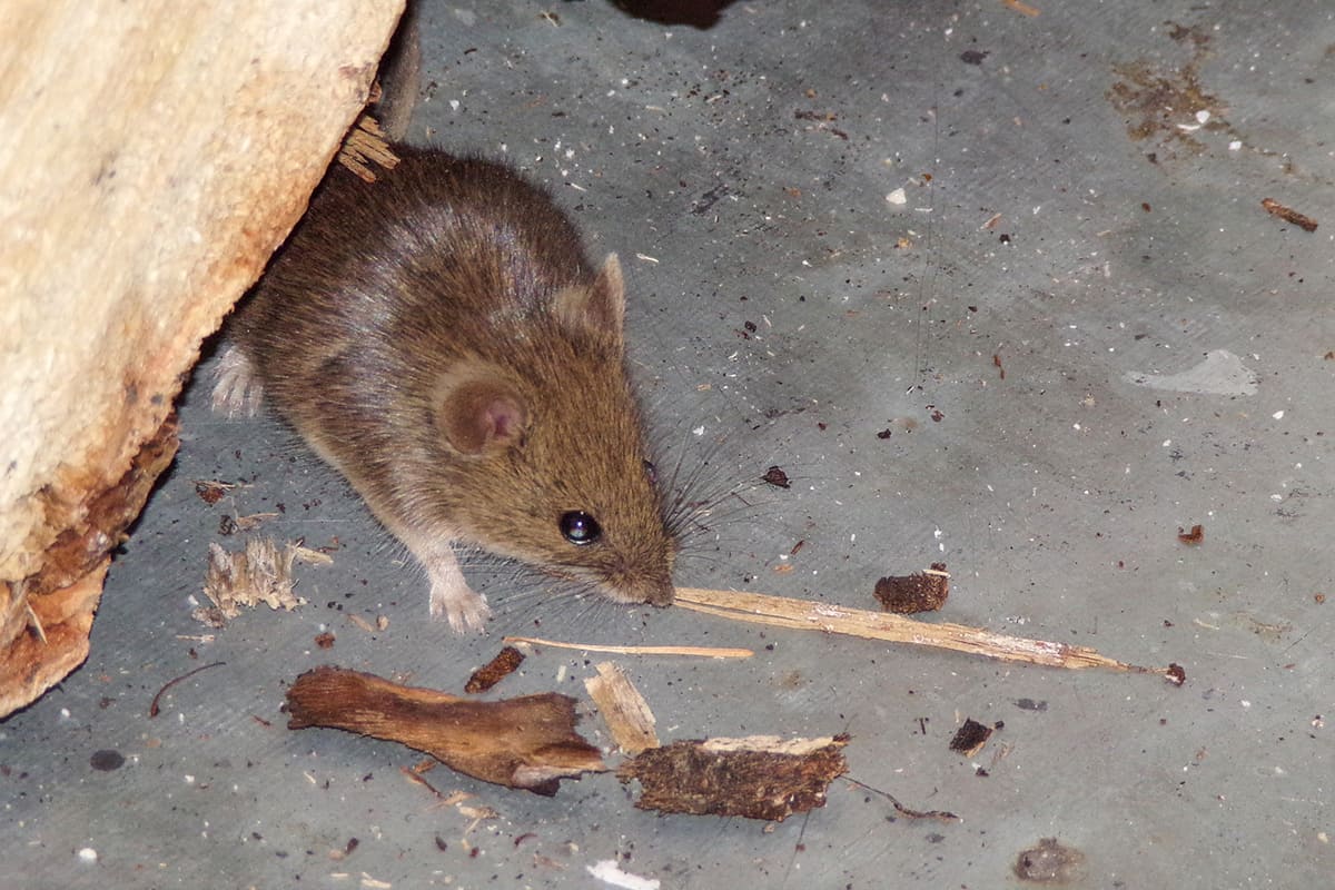 JD Smith Blog Post - Why Rodent Control Is So Important This Winter