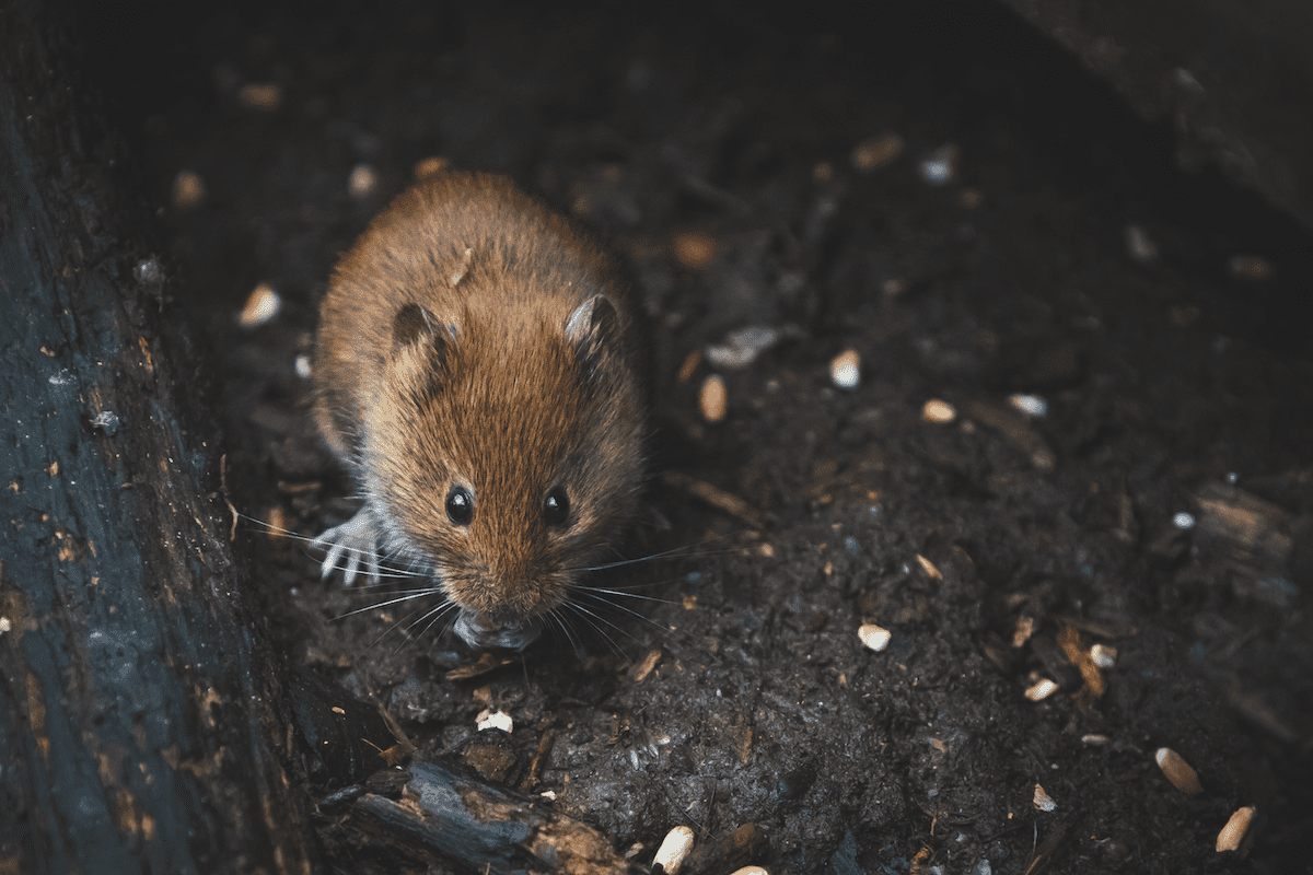 JD Smith Blog Post - Answering Common Questions About Rodent Exclusion Services