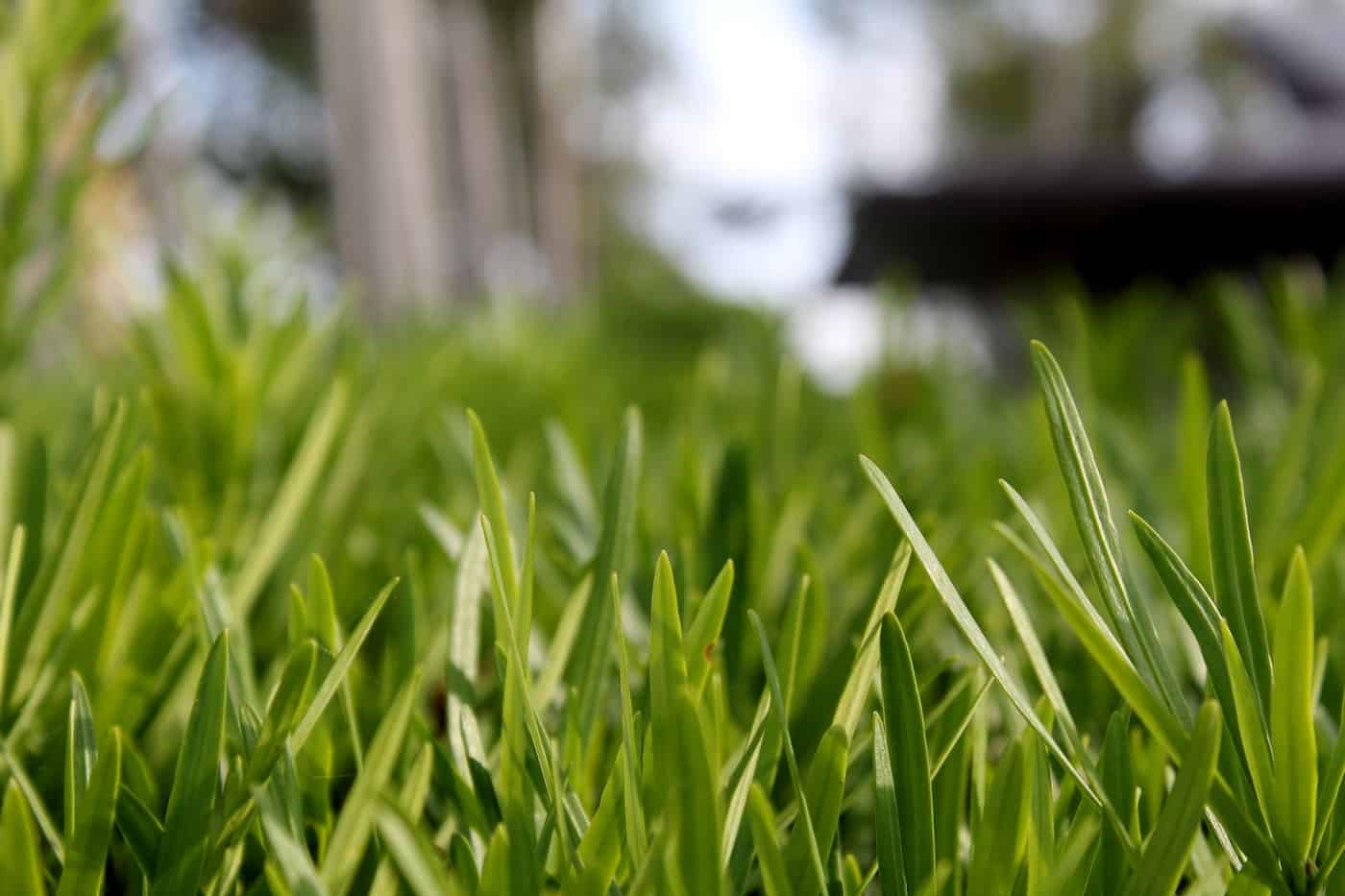 JD Smith Blog Post - Increase Your Home’s Value with Lawn Pest Control