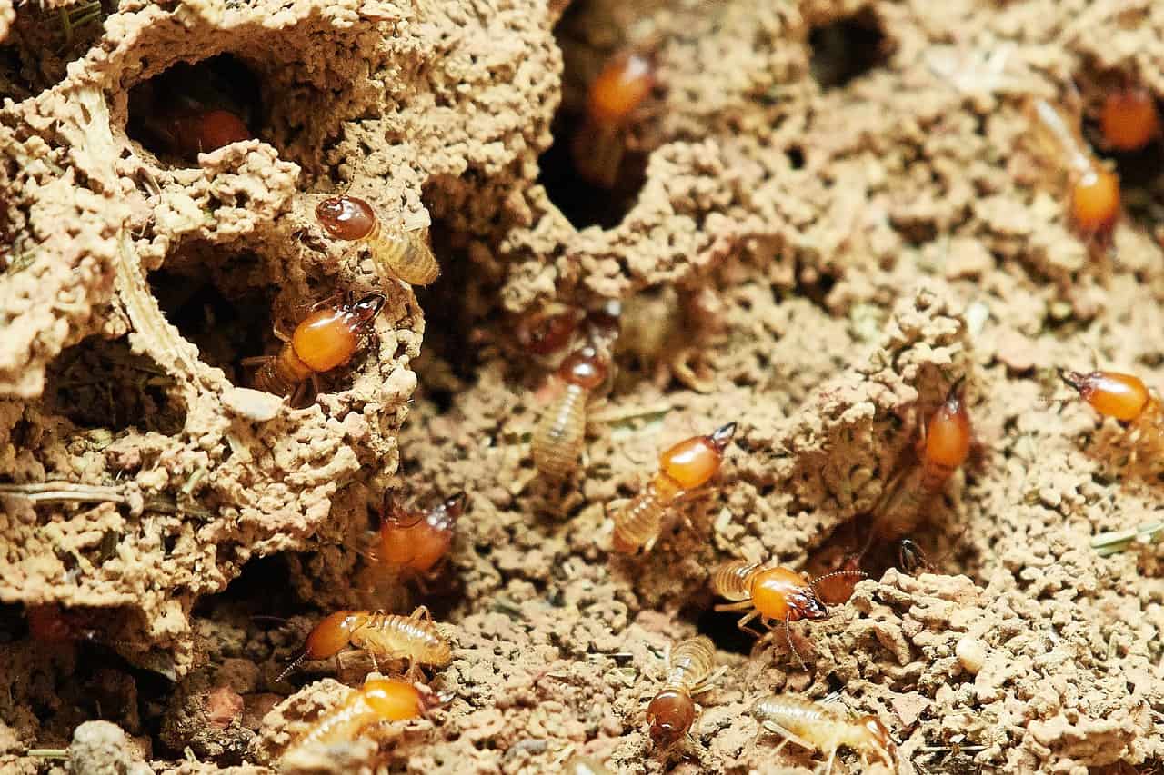 Fall Termite Maintenance: What to Do in the Off Months