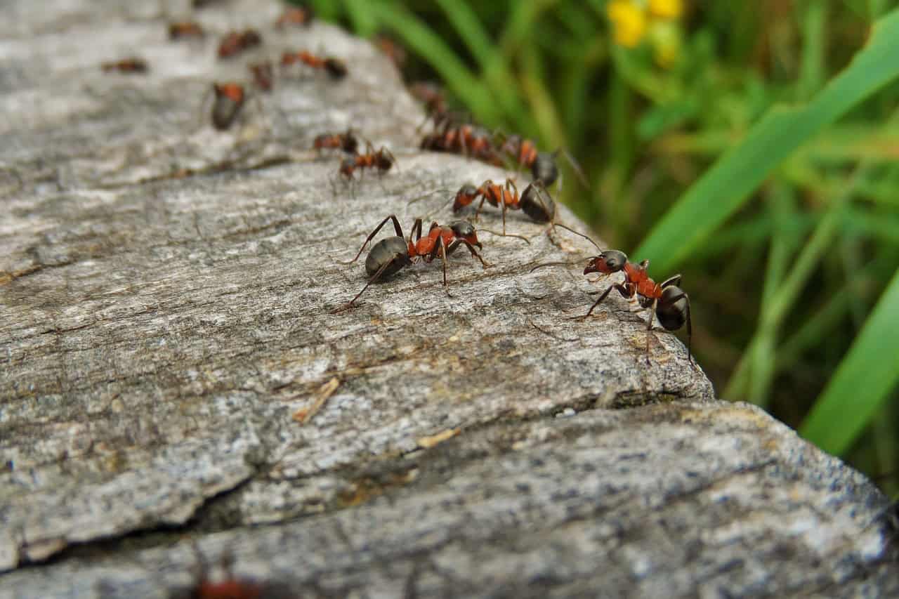 Ant Infestations: Signs You Need Professional Ant Pest Control