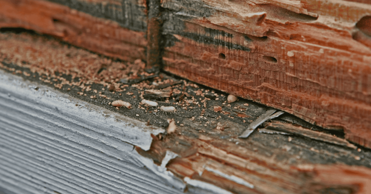 JD Smith Blog Post - Drywood Termite Treatment How to Protect Your Home