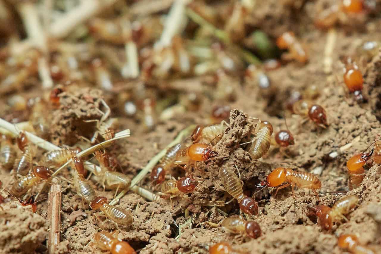 JD Smith Blog Post - How Often Should You Get Termite Treatment