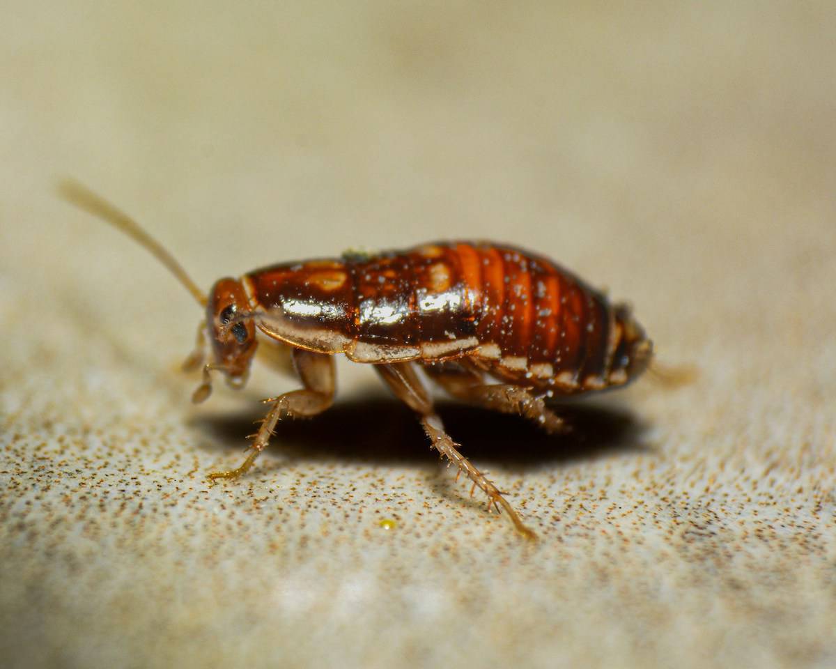 Top Signs You Have a Cockroach Problem: What Florida Homeowners Need to Know