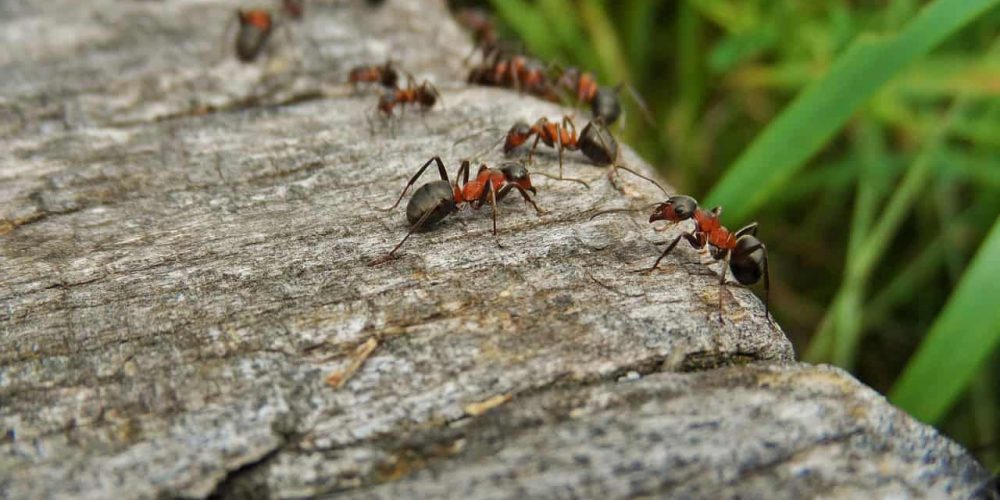 Ant Infestations: Signs You Need Professional Ant Pest Control