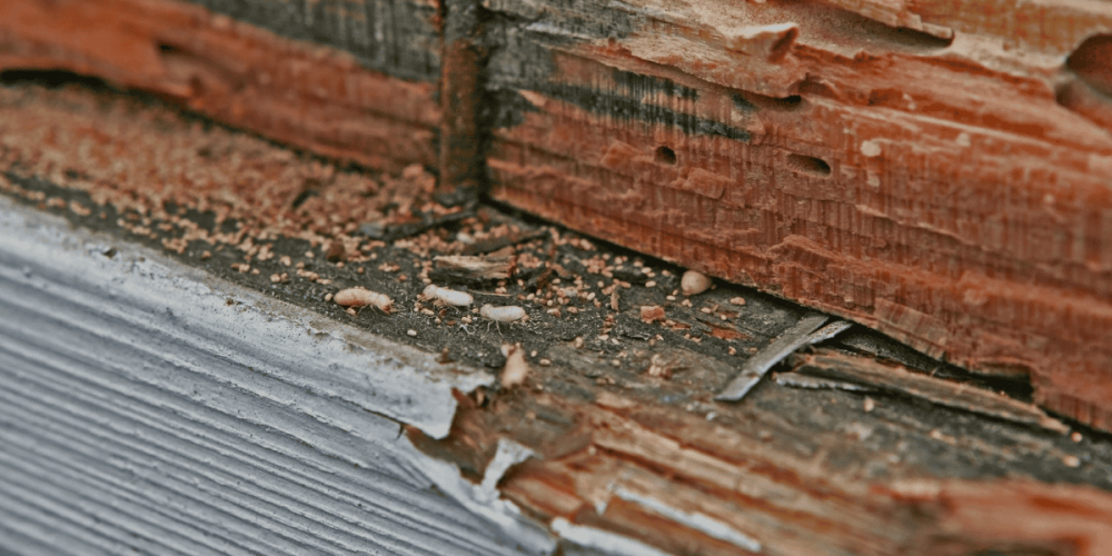 JD Smith Blog Post - Drywood Termite Treatment How to Protect Your Home