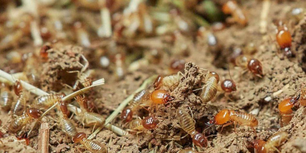 JD Smith Blog Post - How Often Should You Get Termite Treatment