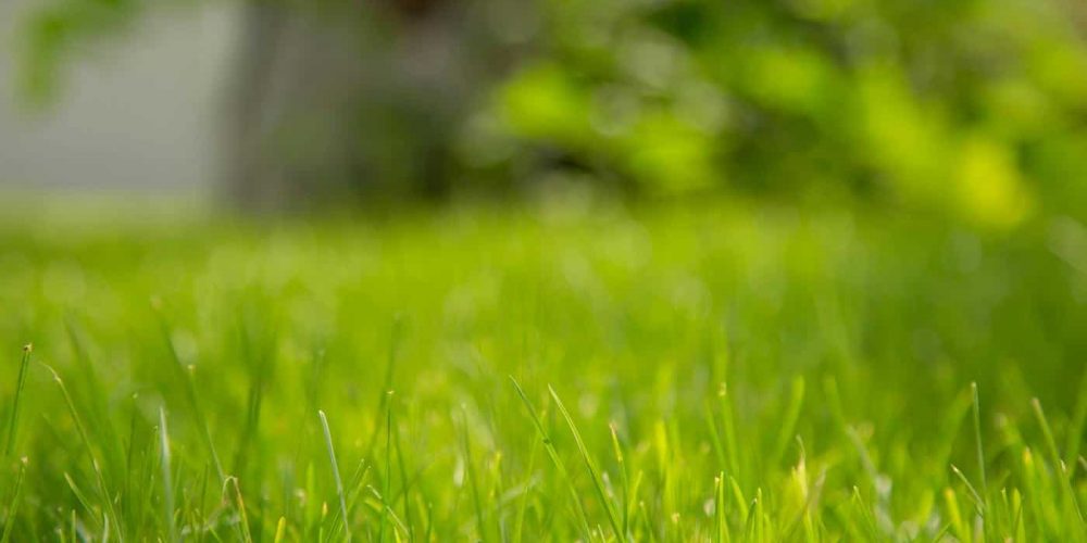JD Smith Blog Post - Lawn Spraying for Beginners Simple Steps for a Healthy Beautiful Lawn