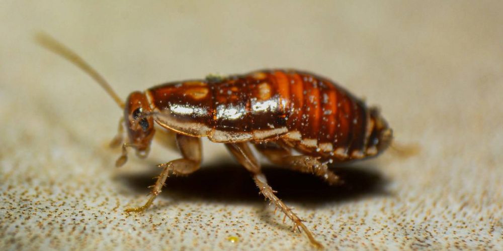 Top Signs You Have a Cockroach Problem: What Florida Homeowners Need to Know