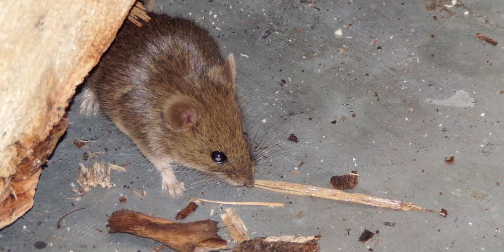 JD Smith Blog Post - Why Rodent Control Is So Important This Winter