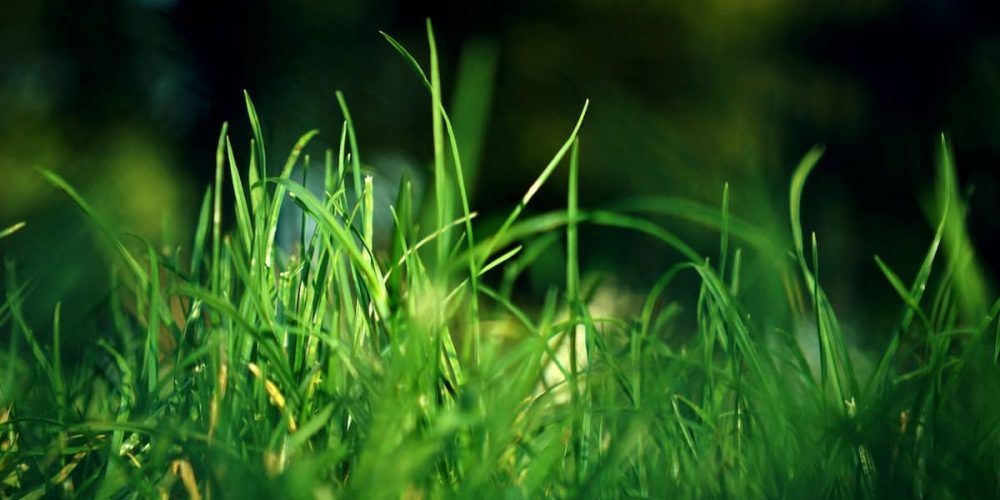 JD Smith - Common Lawn Pests in Florida and How to Combat Them