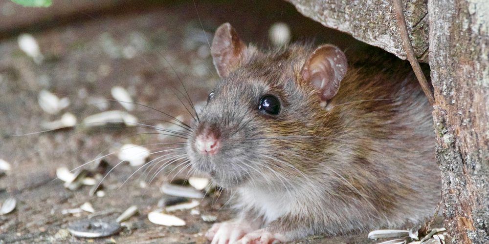 JD Smith Pest Control - Blog Post - How Rodent Exclusion Protects Your Home