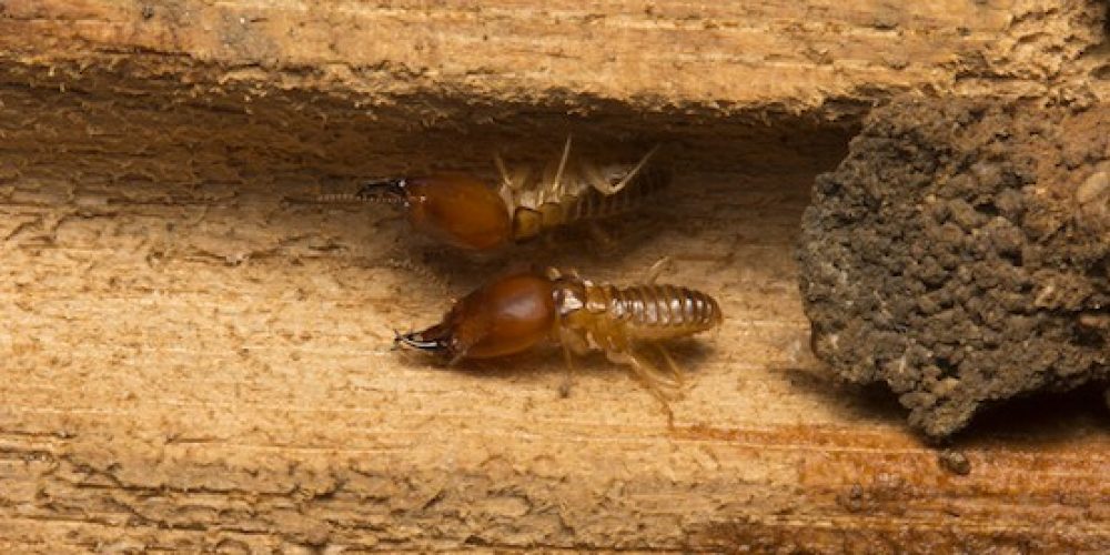 JD Smith Pest Control Blog Post - Subterranean Termite Treatment