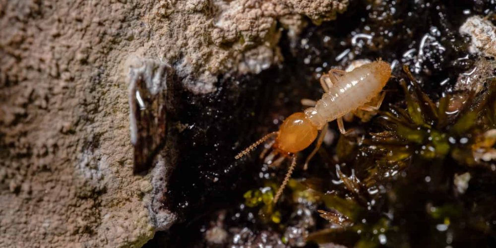 JD Smith Pest Control Blog Post - Termite Prevention By Season