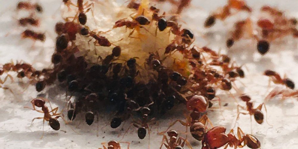 JD Smith Pest Control Blog Post - What is the difference between ants and termites